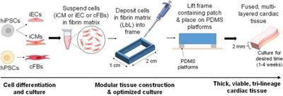 Layer-By-Layer Fabrication of Large and Thick Human Cardiac Muscle Patch Constructs With Superior Electrophysiological Properties